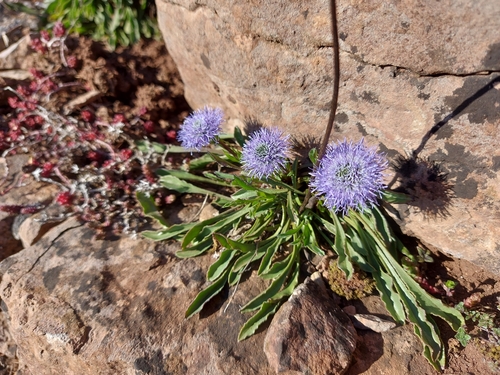 Image of Common Blue Daisy (Globularia vulgaris) by (c) Elin Sjögren Englund, some rights reserved (CC BY-SA)