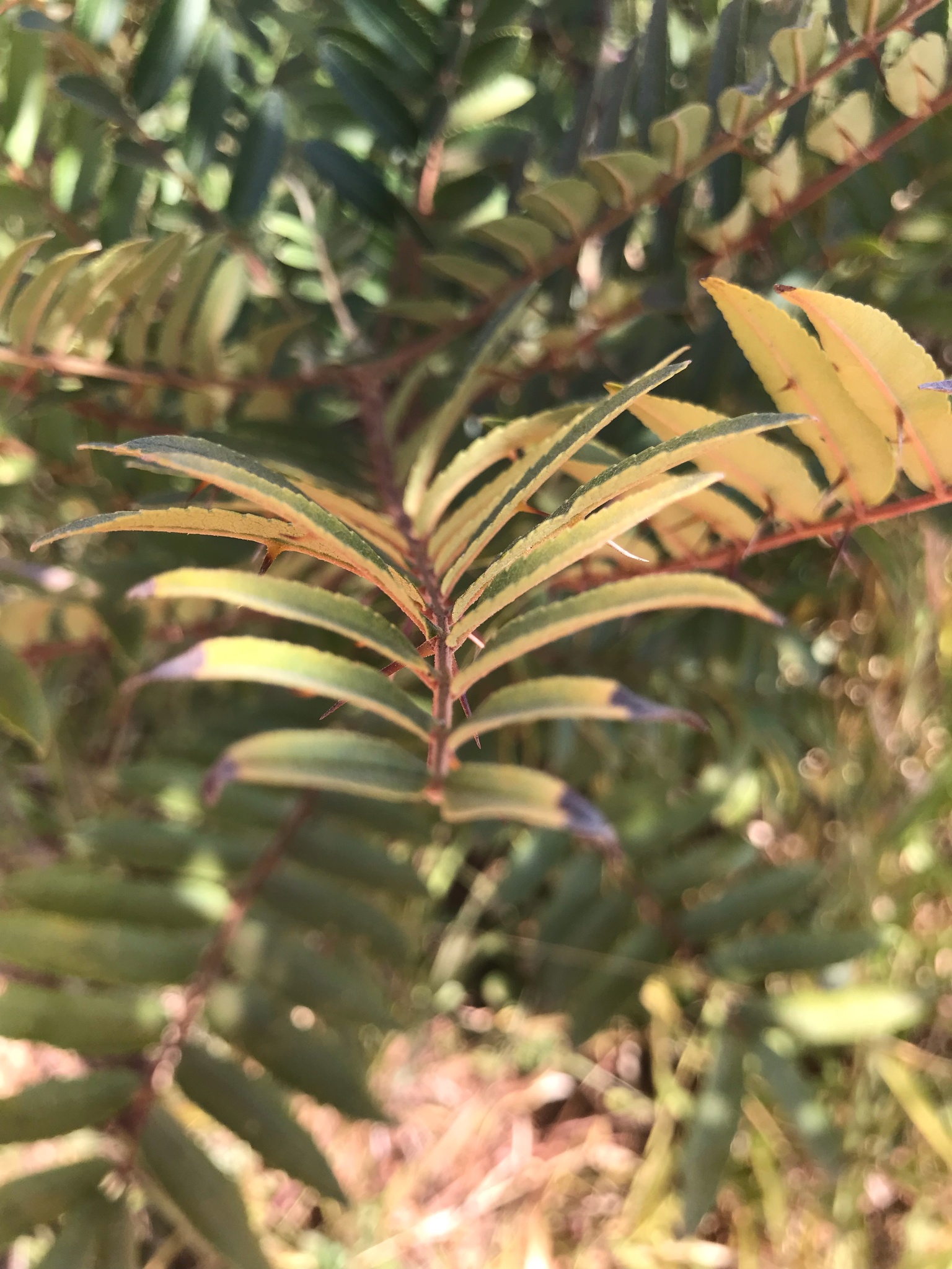 Zanthoxylum rhoifolium