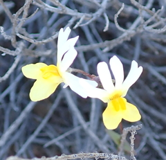Nemesia calcarata