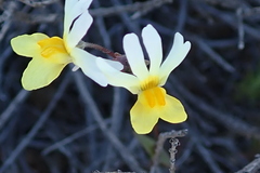 Nemesia calcarata