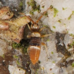 Entomobrya clitellaria