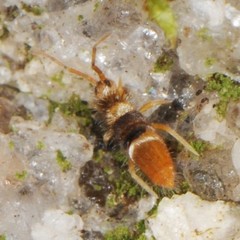 Entomobrya clitellaria