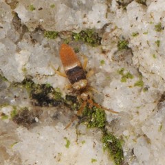 Entomobrya clitellaria