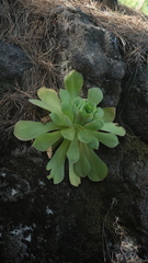 Aeonium canariense image