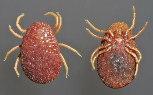 Fowl tick