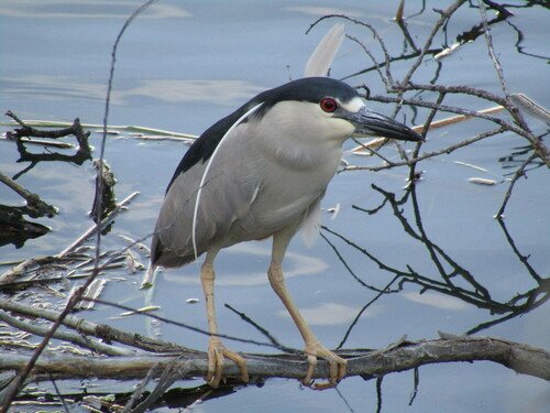 Black-crowned Night Heron photographed in Oregon