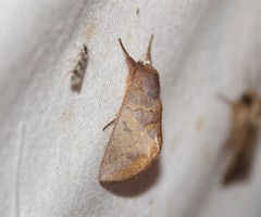 Hemiceratinae