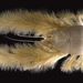Yeti Crab - Photo (c) Mandy Jouan, some rights reserved (CC BY-NC-ND)