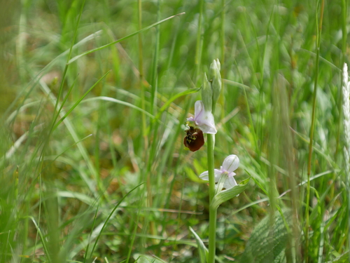 Ophrys holosericea, photograph 5