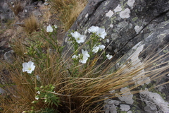 Linum monogynum monogynum