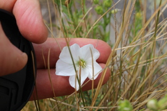 Linum monogynum monogynum