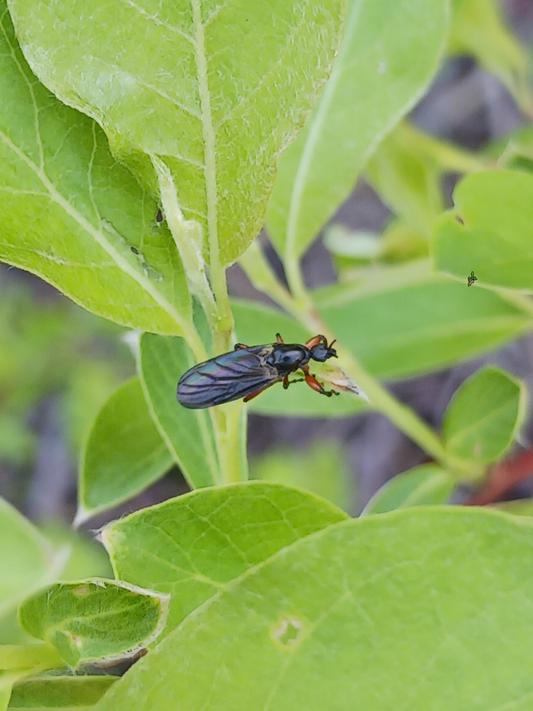 One Winged Insect Winged and Once-winged Insects from Summerville, OR 97876, USA on May ...