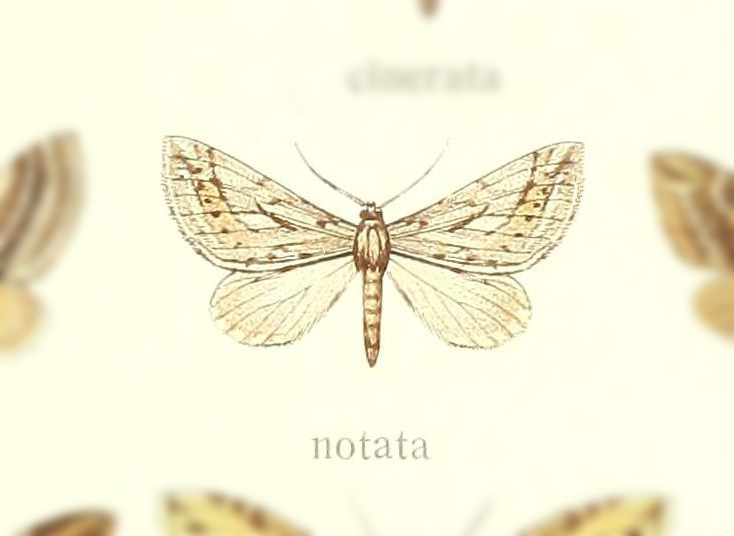 Lithostege notata