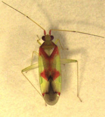 Zanchius rubicrux