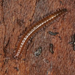 Cleidogona