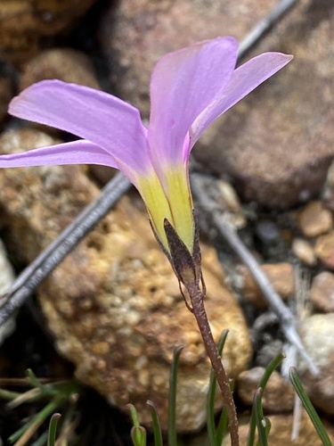 Finger sorrel (Oxalis polyphylla)