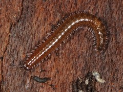 Cleidogona