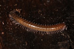 Cleidogona