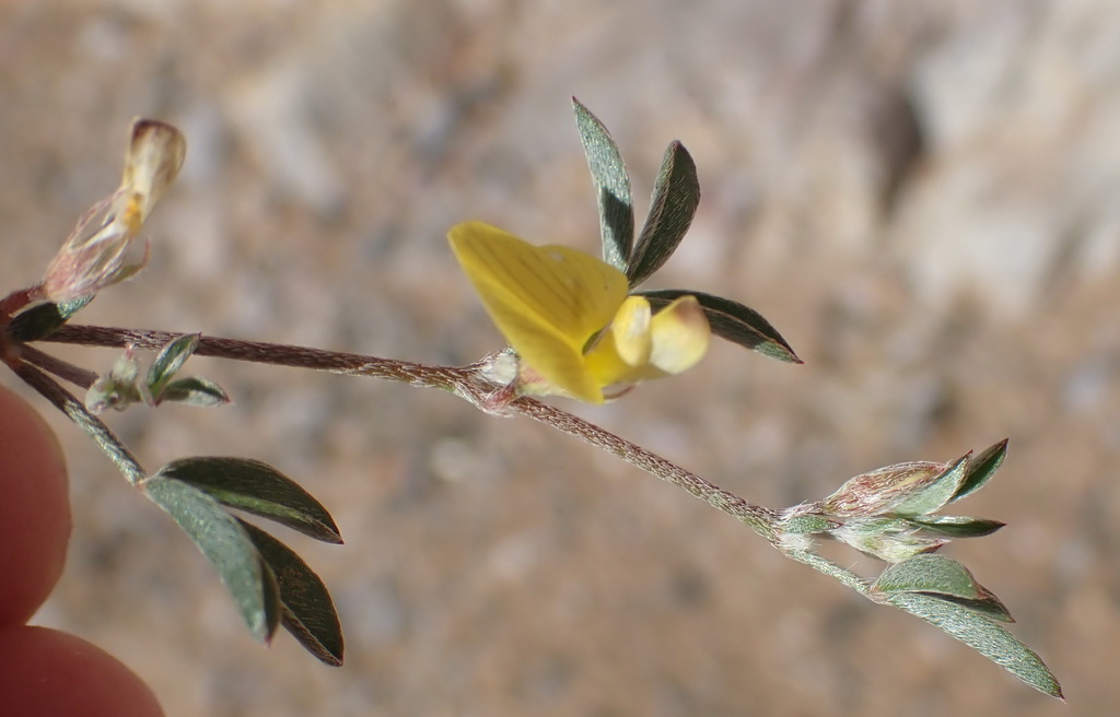 Lotononis tenella