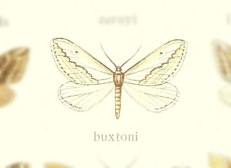 Lithostege buxtoni
