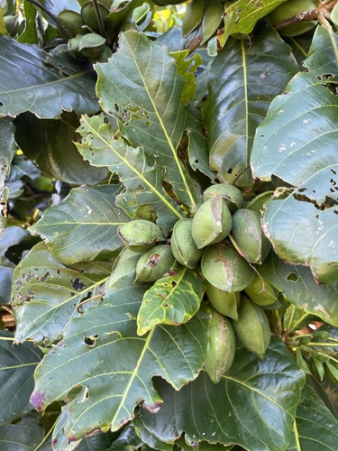 Terminalia catappa observed 2023-05-11