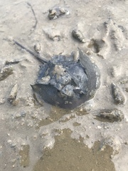 Tachypleus tridentatus