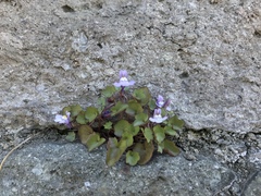 Cymbalaria muralis