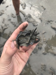 Tachypleus tridentatus