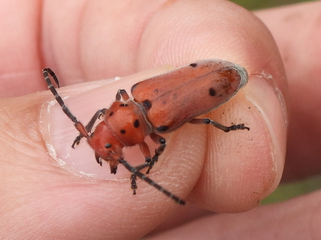 Texas Milkweed Beetle