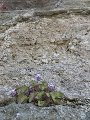 Cymbalaria muralis
