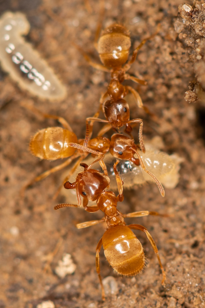 Yellow Meadow Ant