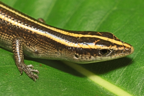 Azure-tailed Skink