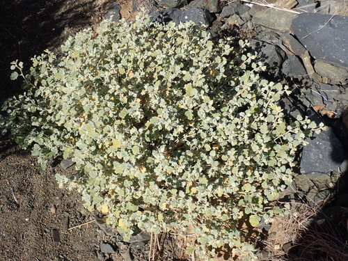 Image of Hermannia vestita by (c) Nicola van Berkel, some rights reserved (CC BY-SA)