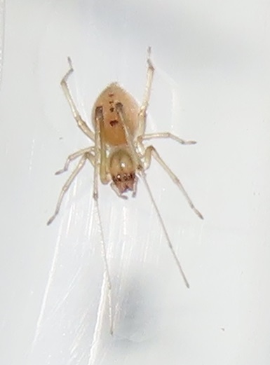 Cheiramiona kirkspriggsi