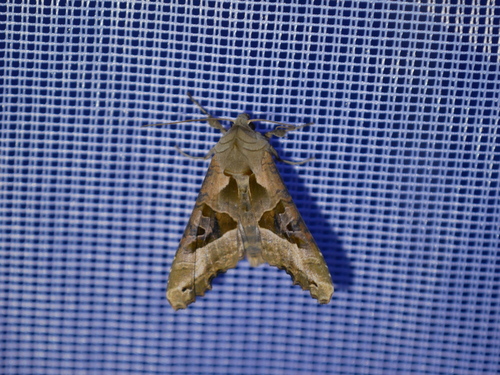 Phlogophora meticulosa