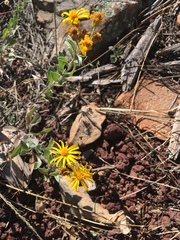 Heterotheca zionensis