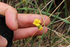 Senecio lautus