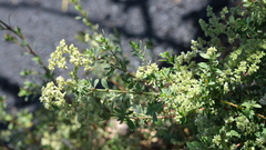 Paronychia canariensis image