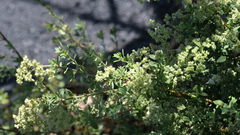 Paronychia canariensis image