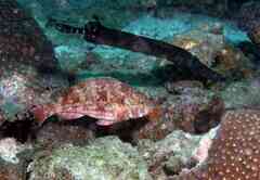 West-African Parrotfish photo 2