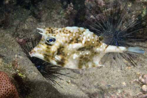 Island cowfish (Acanthostracion notacanthus) — Ostraciidae — 3