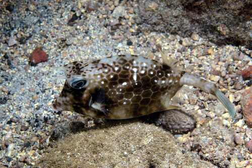Island cowfish (Acanthostracion notacanthus) — Ostraciidae — 4