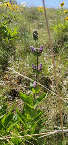 Image of Penstemon glandulosus by (c) Jeff,Michaela Warneking, some rights reserved (CC BY)