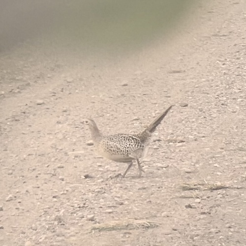 Ring-necked Pheasant