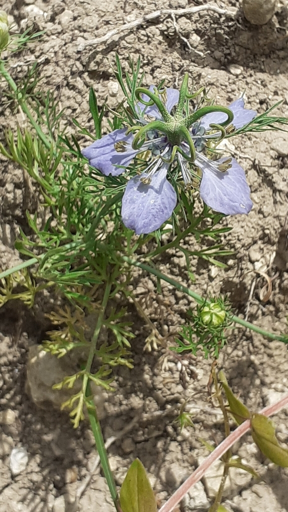 Nigella stellaris