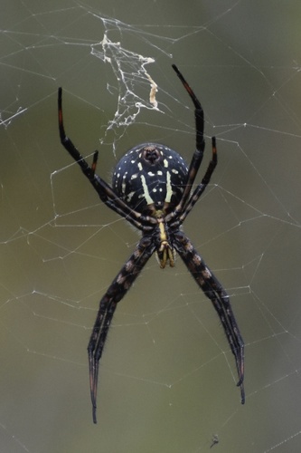 Banded Garden Spider, photo 9 of 9