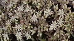 Aeonium davidbramwellii image