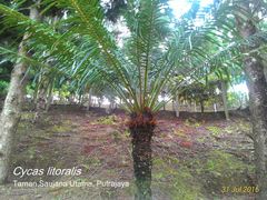 Cycas edentata