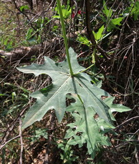 Coccinia sessilifolia image