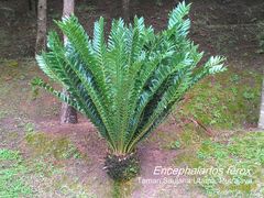 Encephalartos ferox